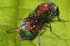 Chrysis viridula
